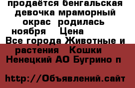 продаётся бенгальская девочка(мраморный окрас).родилась 5ноября, › Цена ­ 8 000 - Все города Животные и растения » Кошки   . Ненецкий АО,Бугрино п.